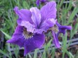 Tavi növények - Iris Ruffled Velvet